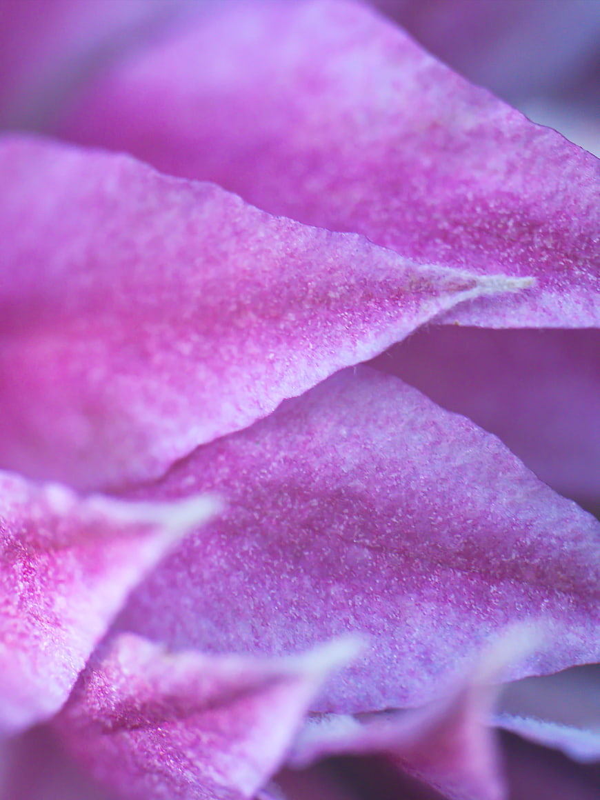 Macro Close-Up of Textured Purple Flower Petals