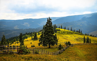 Scenic Mountain Meadow with Pine Trees and Wooden Fence