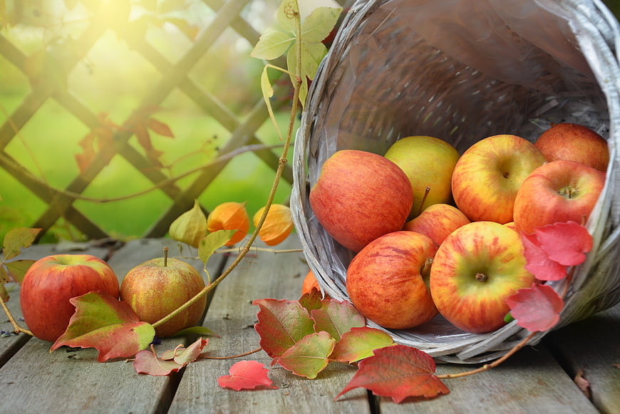 Spilled Basket of Red Apples on Wooden Table with Autumn Leaves