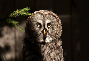 Close-up portrait of a grey owl with yellow eyes and pine branch