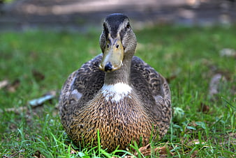 Close-up of a female mallard duck sitting on green grass
