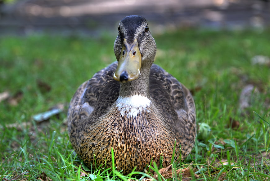 Close-up of a female mallard duck sitting on green grass