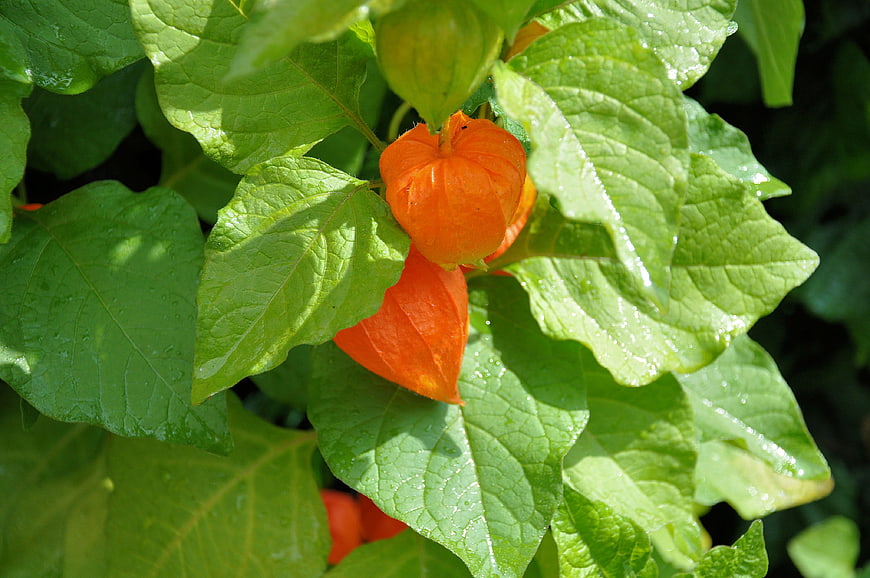 Close-up of orange physalis lantern fruit on green leaves