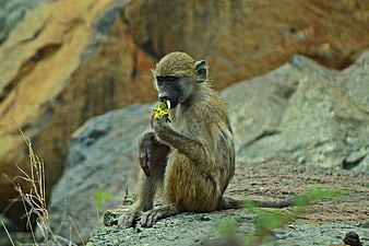 Vervet monkey eating yellow flowers on rocky terrain