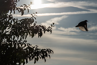 Silhouette of a bird flying near tree branches against a cloudy sky