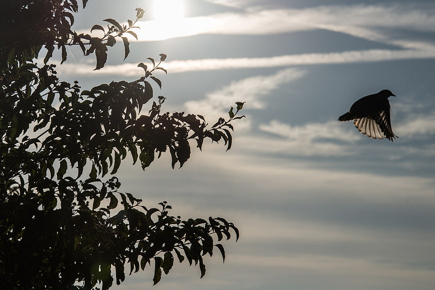 Silhouette of a bird flying near tree branches against a cloudy sky