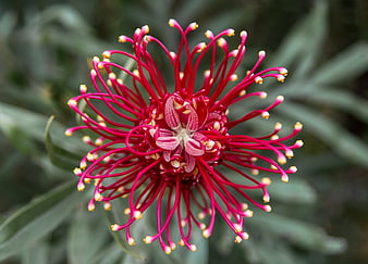 Vibrant Red Grevillea Spider Flower Close Up