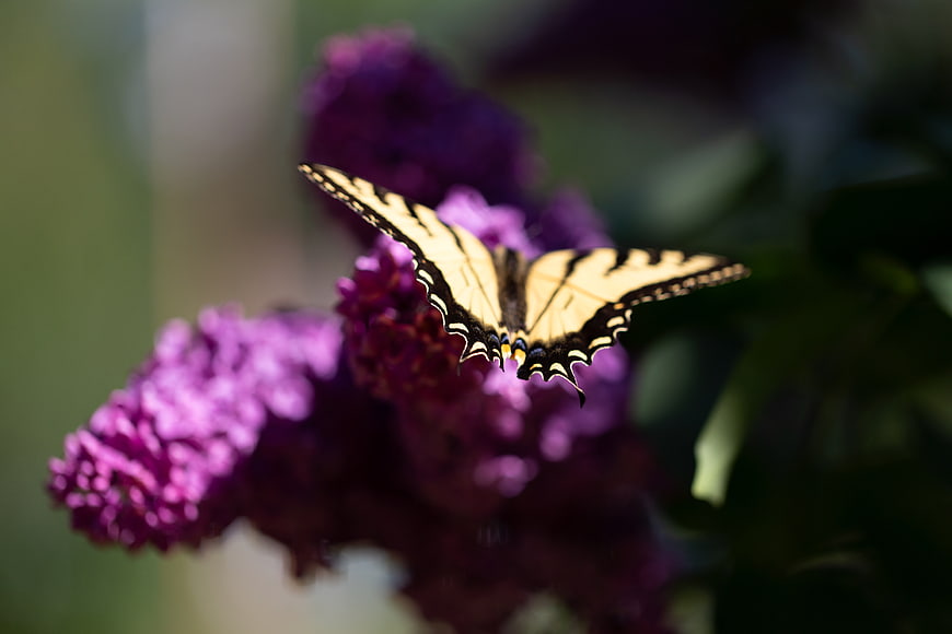 Yellow Swallowtail Butterfly on Purple Butterfly Bush