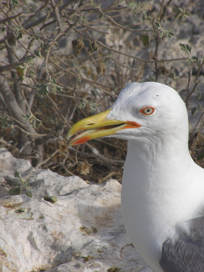 Close-up of a Yellow-legged Gull with Open Beak