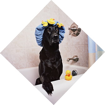 Black Labrador Retriever Wearing Shower Cap With Rubber Ducks In Bathtub