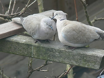 Two Mourning Doves Perched on Wooden Fence