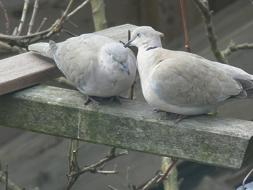Two Mourning Doves Perched on Wooden Fence