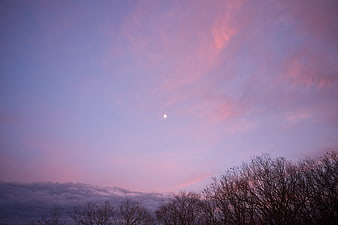Pink and purple sunset sky with crescent moon and tree silhouettes
