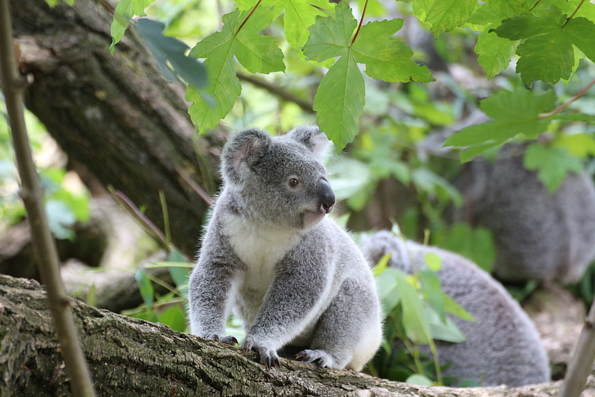 Cute Koala Sitting on Tree Branch in Green Forest