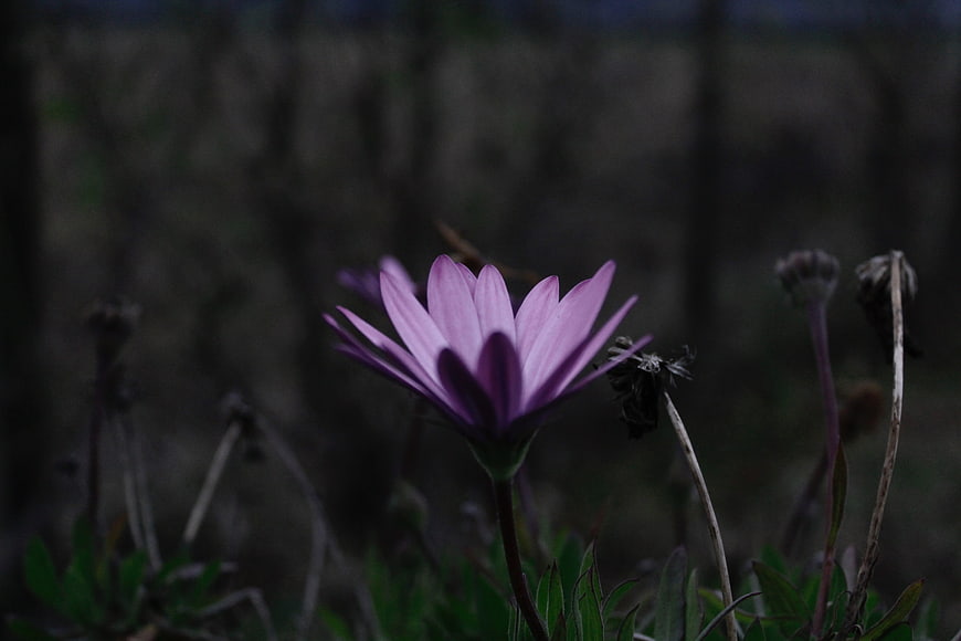 Purple Aster Flower in Dark Moody Garden Setting