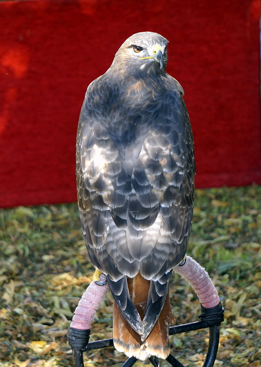 Red-tailed Hawk Perched on Falconry Stand