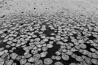 Black and white lily pads floating on dark water surface