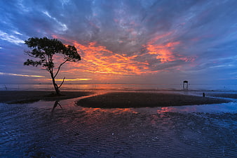 Lone Tree Silhouette on Sandy Beach at Vibrant Sunset