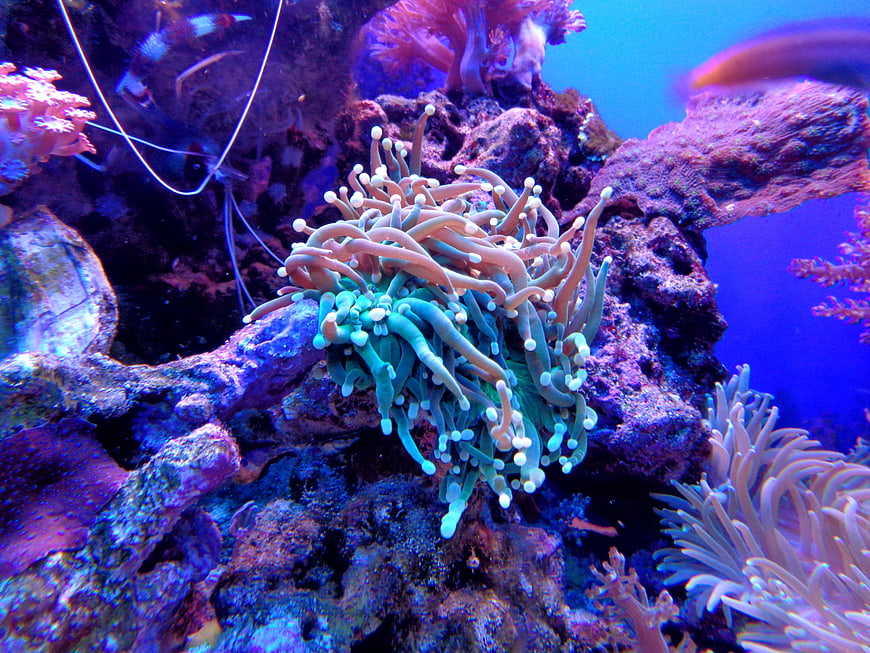Colorful Sea Anemone on Coral Reef in Blue Aquarium