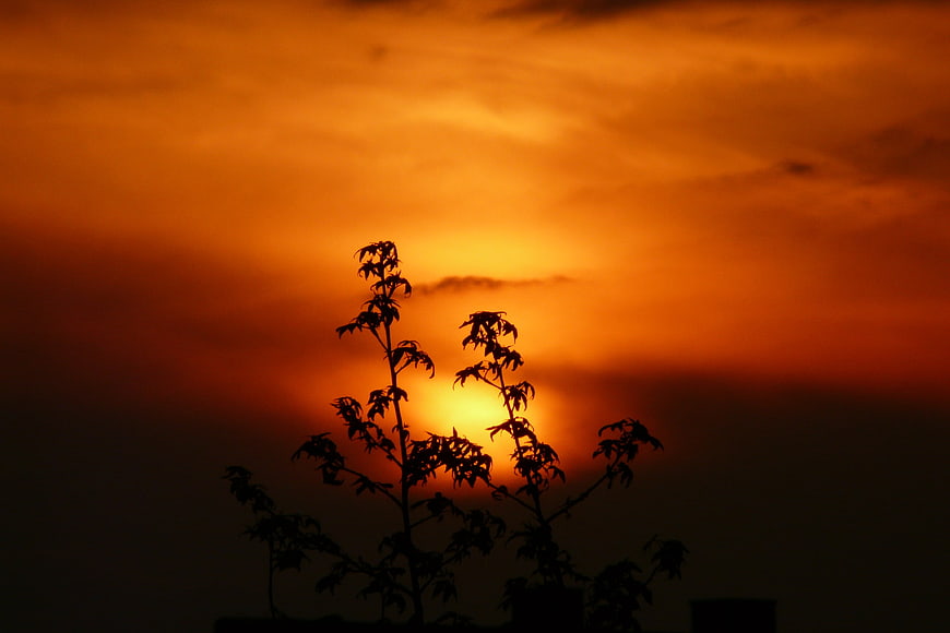 Silhouette of plant against vibrant orange sunset sky