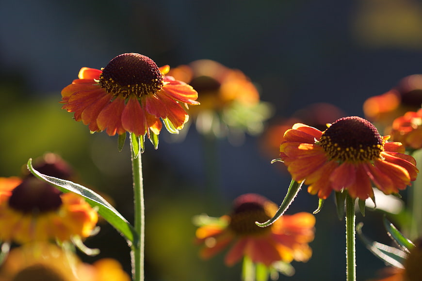 Close-up of Orange Coneflowers in Sunlight
