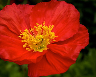 Close-up of vibrant red poppy flower with yellow center