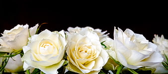 White Roses Against Black Background