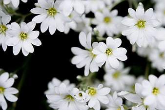 White Baby's Breath Flowers Against Black Background