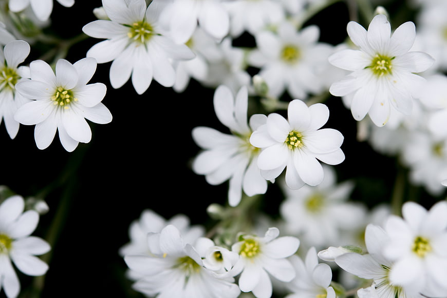 White Baby's Breath Flowers Against Black Background