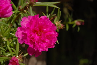 Vibrant Pink Portulaca Flower Close-Up