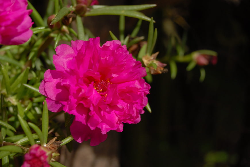 Vibrant Pink Portulaca Flower Close-Up
