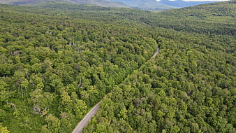 Aerial view of winding road through lush green forest