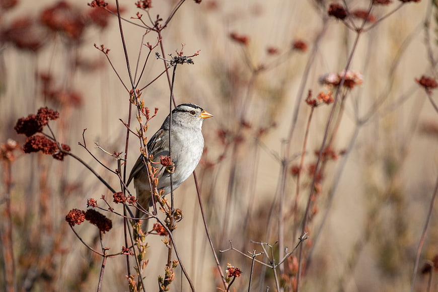 White-crowned Sparrow Perched on Dried Plant Stem