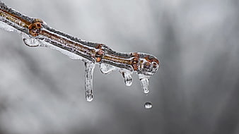 Close-up of frozen tree branch with melting icicles and water droplet