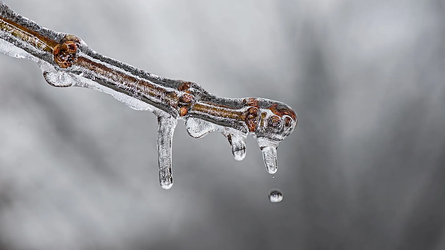Close-up of frozen tree branch with melting icicles and water droplet