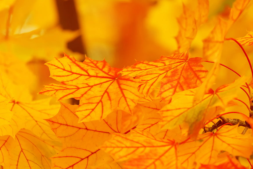 Vibrant Yellow Maple Leaves in Autumn Sunlight