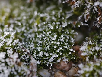 Macro shot of frost crystals on green moss in winter