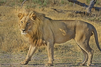 Majestic male lion walking in dry African savanna grassland