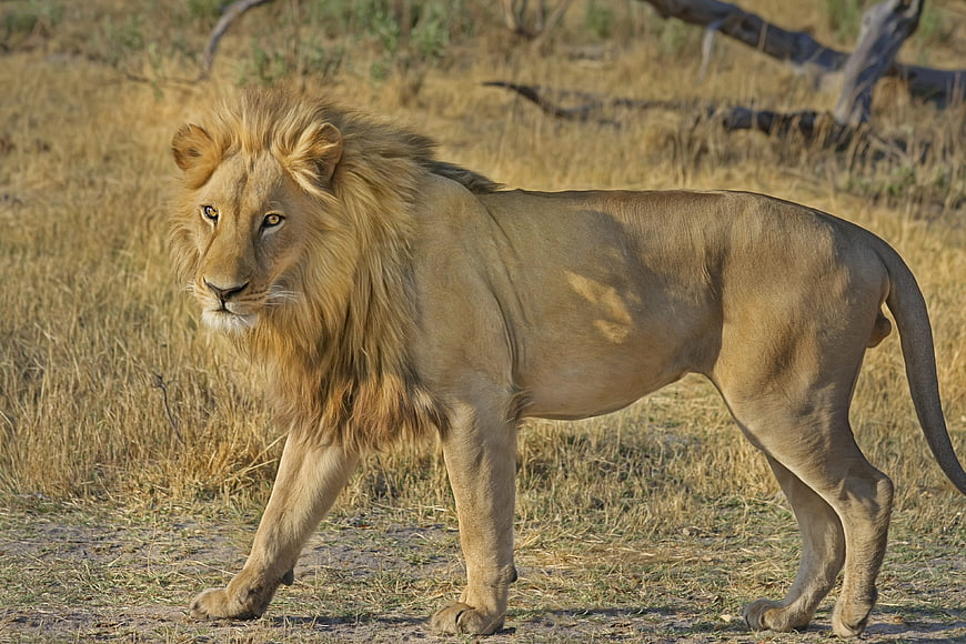 Majestic male lion walking in dry African savanna grassland