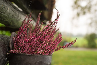 Pink heather flowers in rustic metal bucket on wooden fence