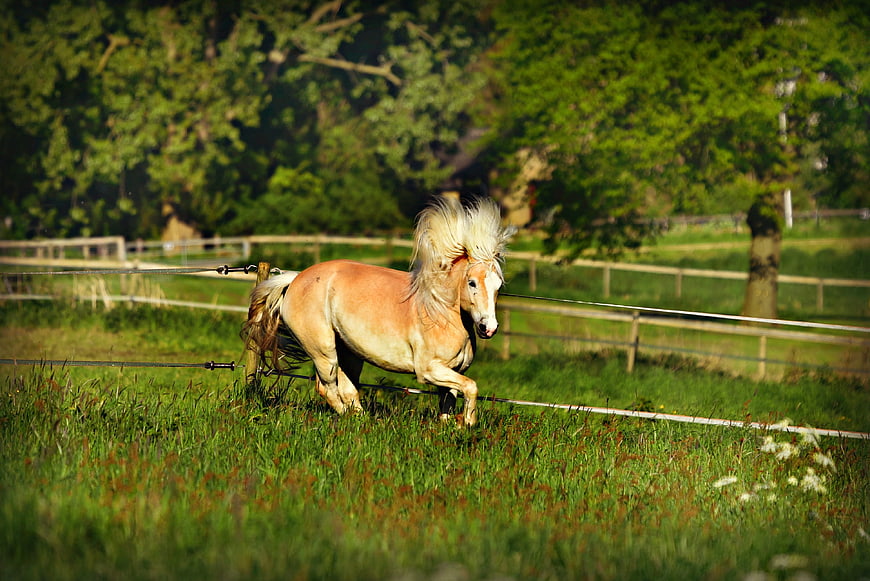 Haflinger Horse Galloping In Green Pasture