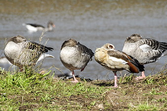 Egyptian Goose and Greylag Geese Resting by Lake