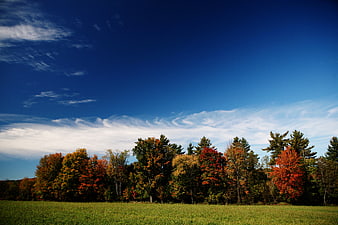 Vibrant autumn trees and blue sky over green meadow