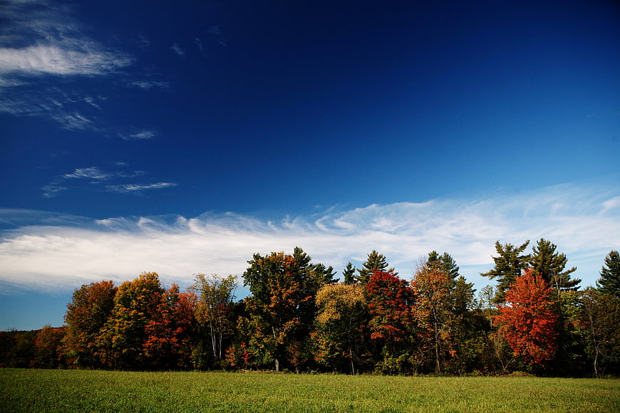 Vibrant autumn trees and blue sky over green meadow