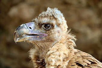 Close-up portrait of a young hooded vulture head