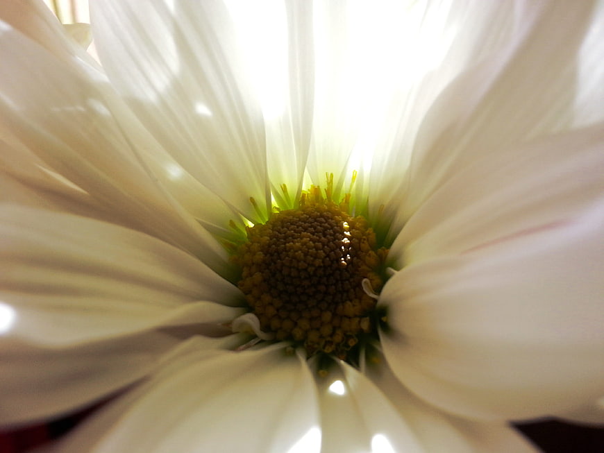 Macro close-up of white daisy flower center with yellow pollen