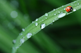 Ladybug on Green Grass Blade with Water Droplets