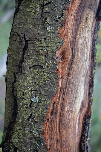 Close-up of tree bark with lichen and exposed wood