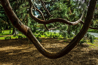 Curved tree branch in park with green foliage
