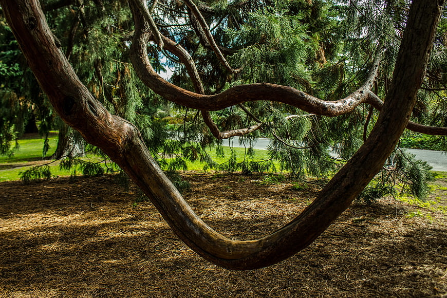 Curved tree branch in park with green foliage